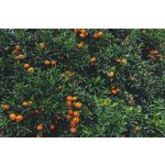 doTERRA Mandarin (Tangerine) esszenciális illóolaj 15 ml