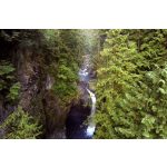 doTERRA Óriás tuja (Arborvitae) esszenciális illóolaj 5 ml