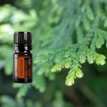 doTERRA Óriás tuja (Arborvitae) esszenciális illóolaj 5 ml