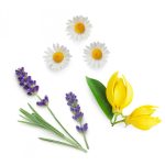 dōTERRA Serenity™ Pihentető esszenciális illóolaj-keverék 15 ml