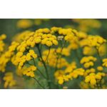 doTERRA Kék Varádics  (Blue Tansy) esszenciális illóolaj 5 ml