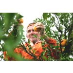 doTERRA Vadnarancs (Wild Orange) esszenciális illóolaj 15 ml