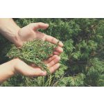 doTERRA Borókabogyó (Juniper Berry) esszenciális illóolaj 5 ml