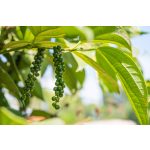 doTERRA Fekete bors (Black Pepper) esszenciális illóolaj 5 ml