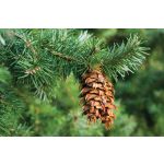 doTERRA Duglászfenyő (Douglas Fir) esszenciális illóolaj 5 ml