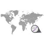 doTERRA Duglászfenyő (Douglas Fir) esszenciális illóolaj 5 ml