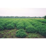 doTERRA Orvosi citromfű (Melissa) esszenciális illóolaj 5 ml