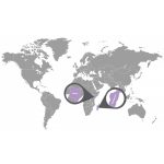 doTERRA Muskátli (Geranium) esszenciális illóolaj 15 ml