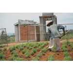 doTERRA Kakukkfű (Thyme) esszenciális illóolaj 15 ml