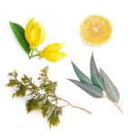 dōTERRA TerraShield™ Kültéri esszenciális illóolaj-keverék 15 ml