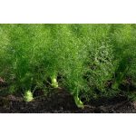 doTERRA Édeskömény (Fennel) esszenciális illóolaj 15 ml