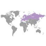 doTERRA Édeskömény (Fennel) esszenciális illóolaj 15 ml
