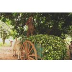 doTERRA Petitgrain (Petitgrain) esszenciális illóolaj 15 ml