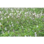 doTERRA Fodormenta (Spearmint) esszenciális illóolaj 15 ml