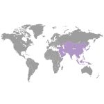 doTERRA Koriandermag (Coriander) esszenciális illóolaj 15 ml