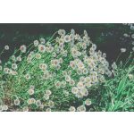 doTERRA Római kamilla (Roman Chamomile) esszenciális illóolaj 5 ml