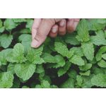 doTERRA Borsmenta (Peppermint) Touch 10 ml