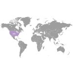 doTERRA Borsmenta (Peppermint) Touch 10 ml