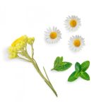 dōTERRA Deep Blue™ Touch 10 ml