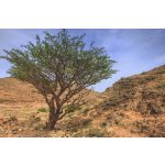 doTERRA Tömjén (Frankincense) Touch 10 ml