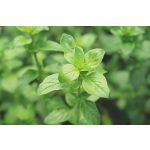 doTERRA Szurokfű (Oregano) Touch 10 ml