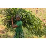 doTERRA Vietnámi Eukaliptusz (Lemon Eucalyptus) esszenciális illóolaj 15 ml